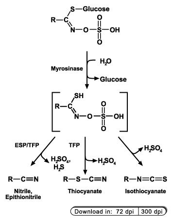 Wounding-induced glucosinolate catabolism