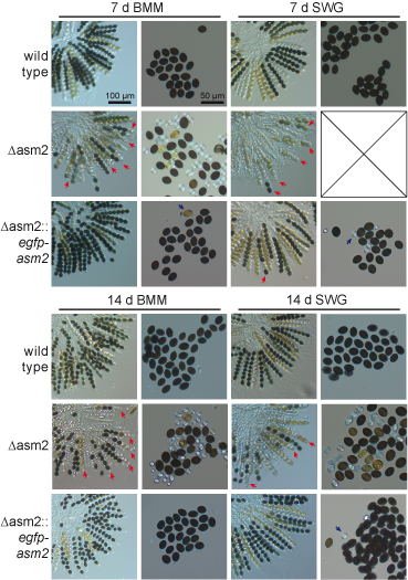 phenotype of delta-asm2 mutant