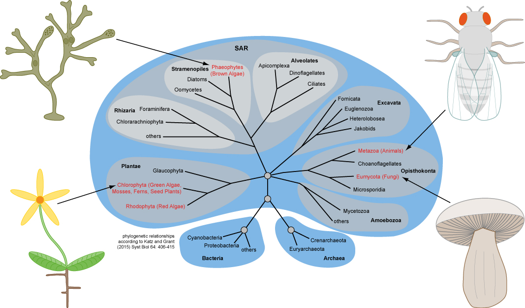 multicellular development in eukaryotes