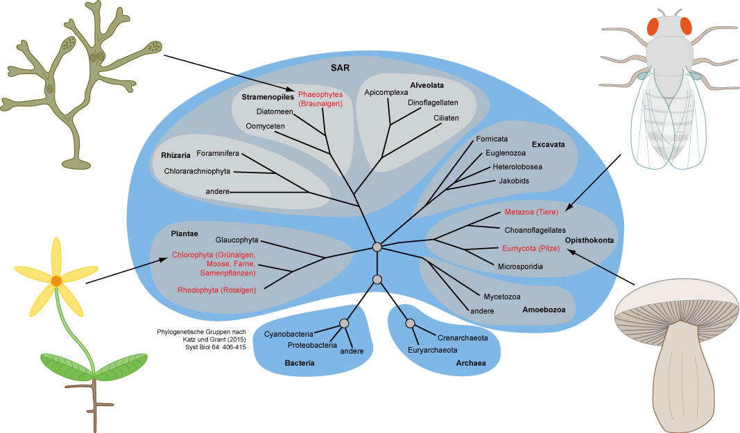 multicellular development in eukaryotes