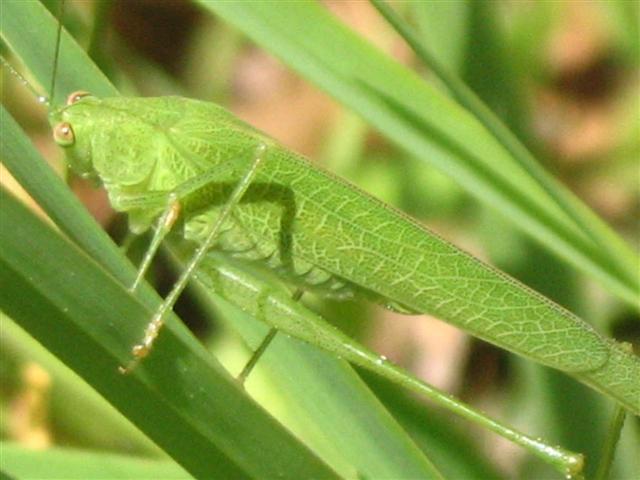 Phaneroptera sparsa