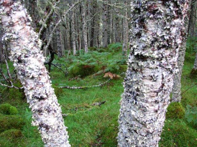 Glen Affric