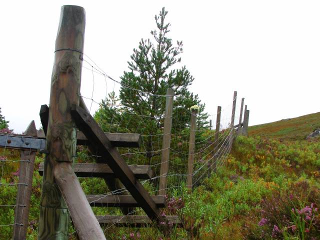 Glen Affric