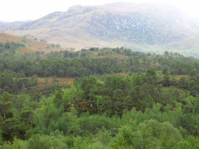 Glen Affric