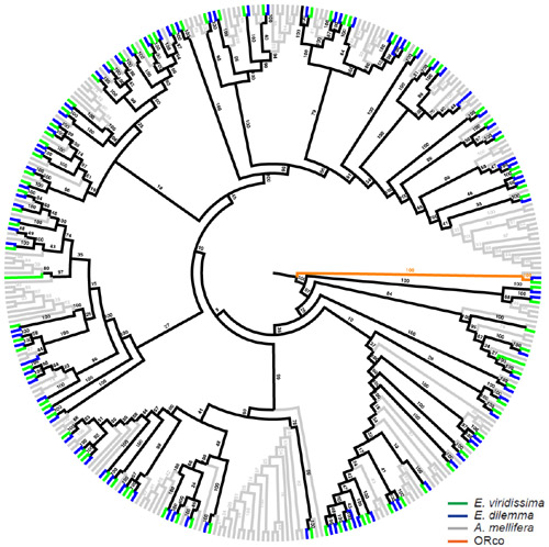 ML tree of ORs